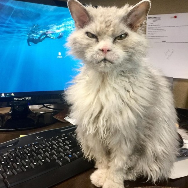 And again the severe cat Albert =) - cat, Selkirk rex, Longpost