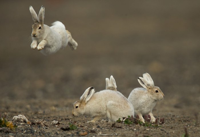 Today I will teach you how to fly - Hare, White hare, Bounce, The photo, Animals, Milota