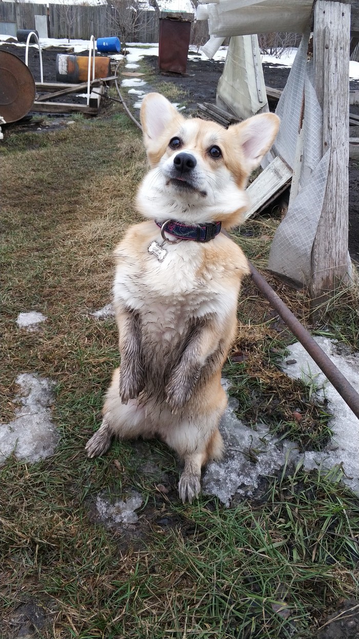 Magic tricks - Dog, Longpost, Welsh corgi pembroke, Corgi, My, Upbringing