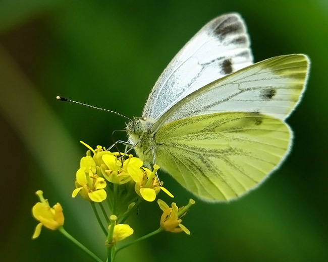 Butterfly and grandmother - Grandma, My, Cruelty, Old woman, Butterfly