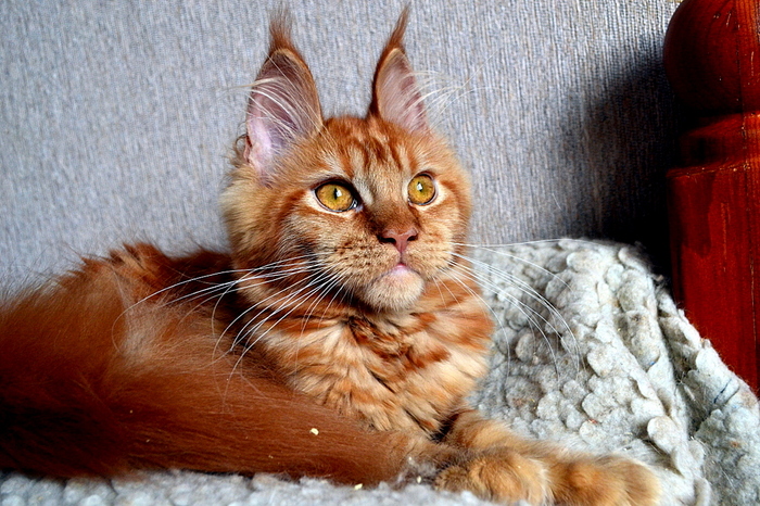 Ears on the crown - cat, Maine Coon, Ears on the crown, Video, Youtube, Longpost