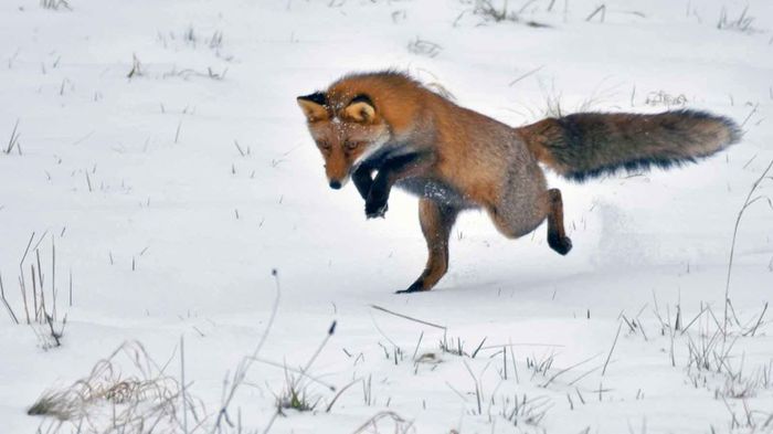 С разбега в сугробы ^.^