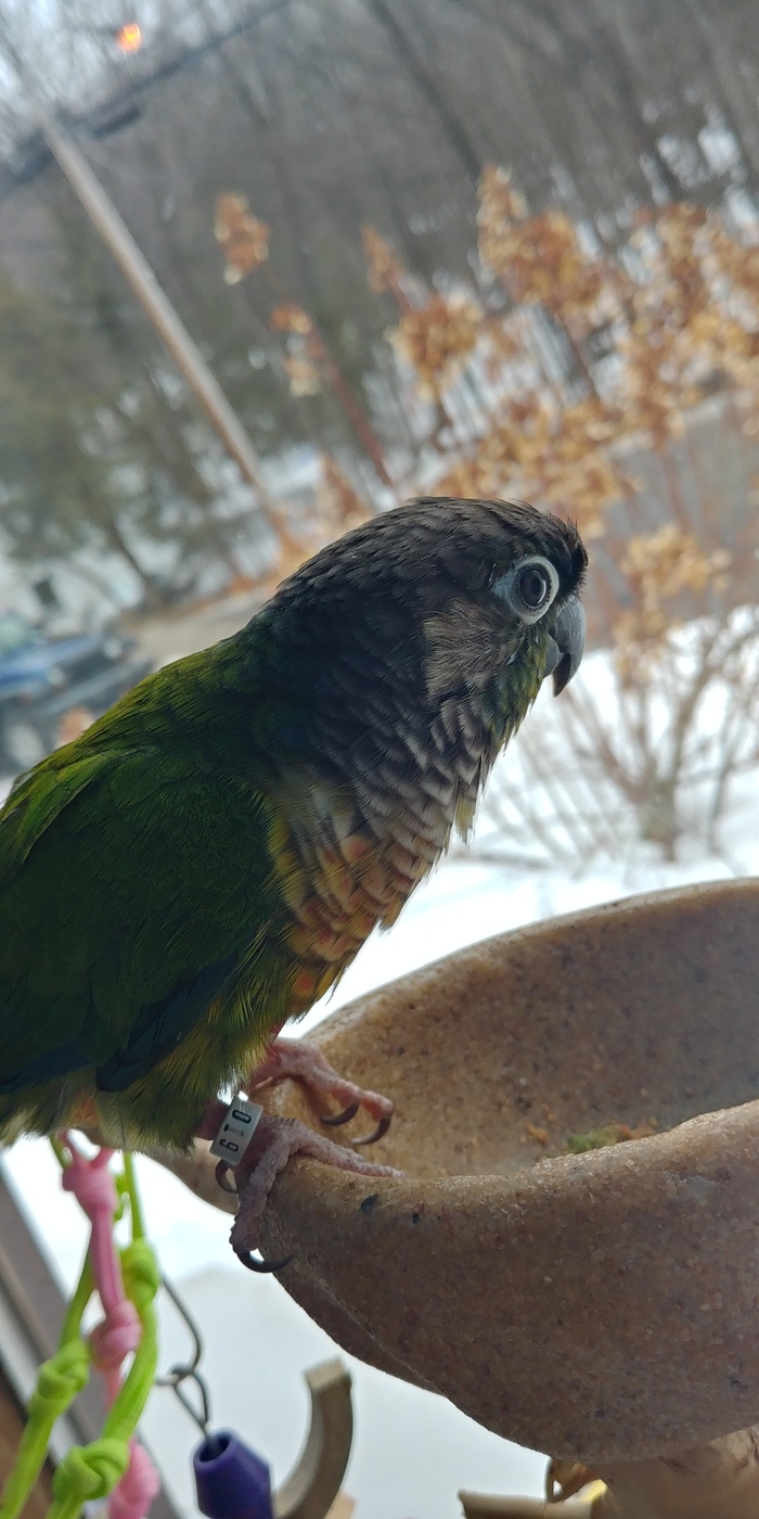 parrot waiting for summer - My, A parrot, Pyrrura