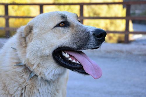 The most cunning dog of Crimea - Animals, Dog, Crimea