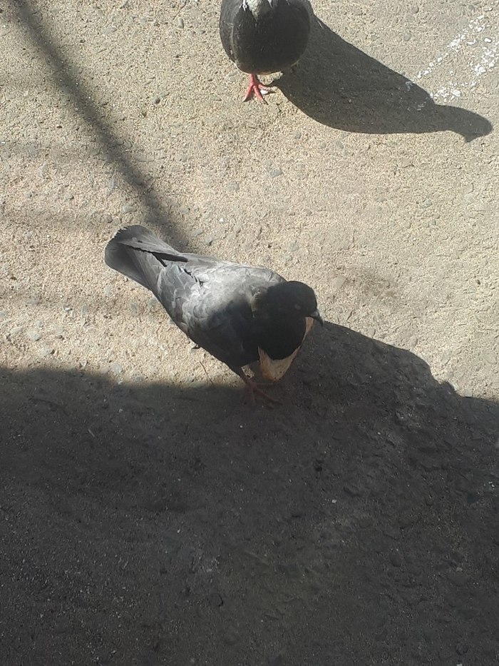 Here is a prominent groom! ) - My, Pigeon, Groom, Wintering, , Humor, Laugh, The best, Longpost