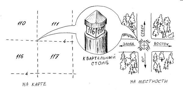 Nuances and errors when orienting along quarterly pillars - My, Forest, Forestry, Orientation, Longpost