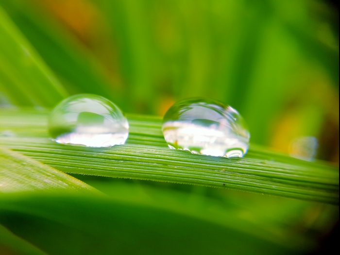 Morning dew - My, Drops, Grass, Dew