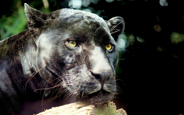 Black Panther - Panther, Longpost, The photo, Wild animals, Jaguar, Animals, Cat family, Big cats