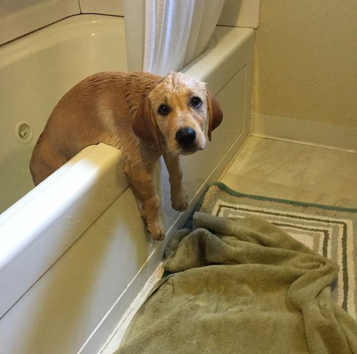 Master, my paws can't reach! - Dog, Bath, Bathing, Stealed from the net, The photo, Bathing