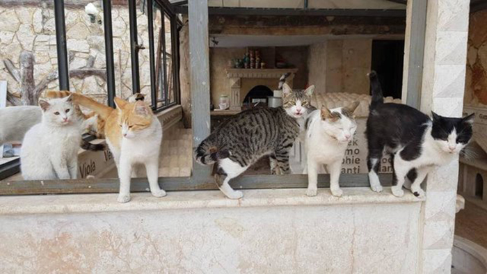 Mohammed Jalil is a man who takes care of animals in one of the most dangerous places on earth. - , cat, Shelter, Syria, , Pet, The photo, Longpost, Pets