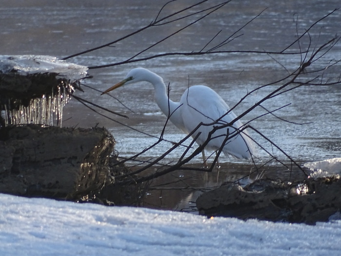 Encounter with a Great Egret on the Razdolnaya River, Primorsky Territory, Oktyabrsky District. - My, Birds, Egret, Primorsky Krai, Razdolnaya River, Oktyabrsky District, Pokrovka, Longpost