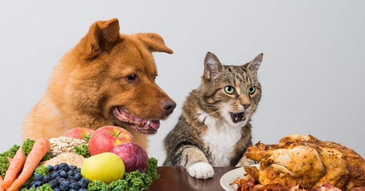 Животные с едой. Пища животных. Животные и еда. Еда для кошек. Питание домашних животных.