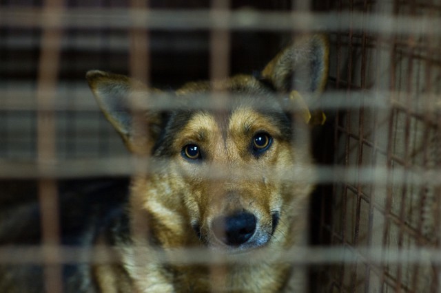 All dogs fall into... - Kaliningrad region, Animals, Dog, Volunteering, Longpost