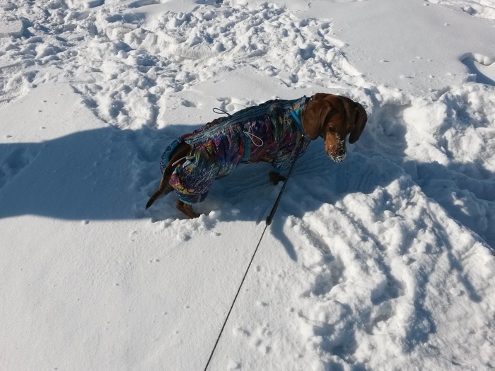 Dachshund, snow and burrows - The photo, My, Dog, Dachshund, Nora, Snow, Longpost