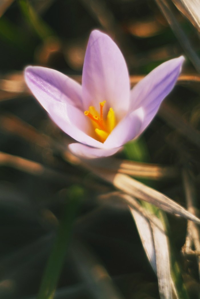 Jupiter-8. Crocus - My, The photo, Nature, Flowers, Spring, Crocus, Jupiter8