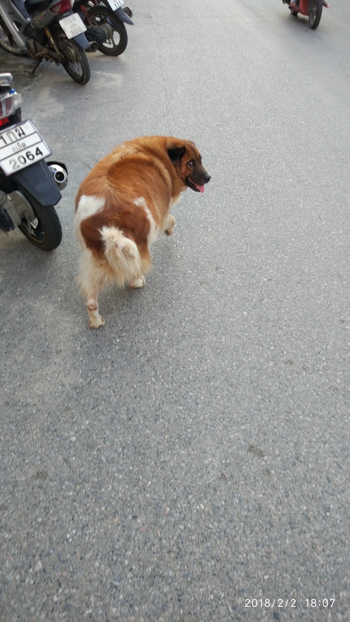 Walking around Tai, I took a picture of a dog - Dog, My, Thailand, The photo, Animals