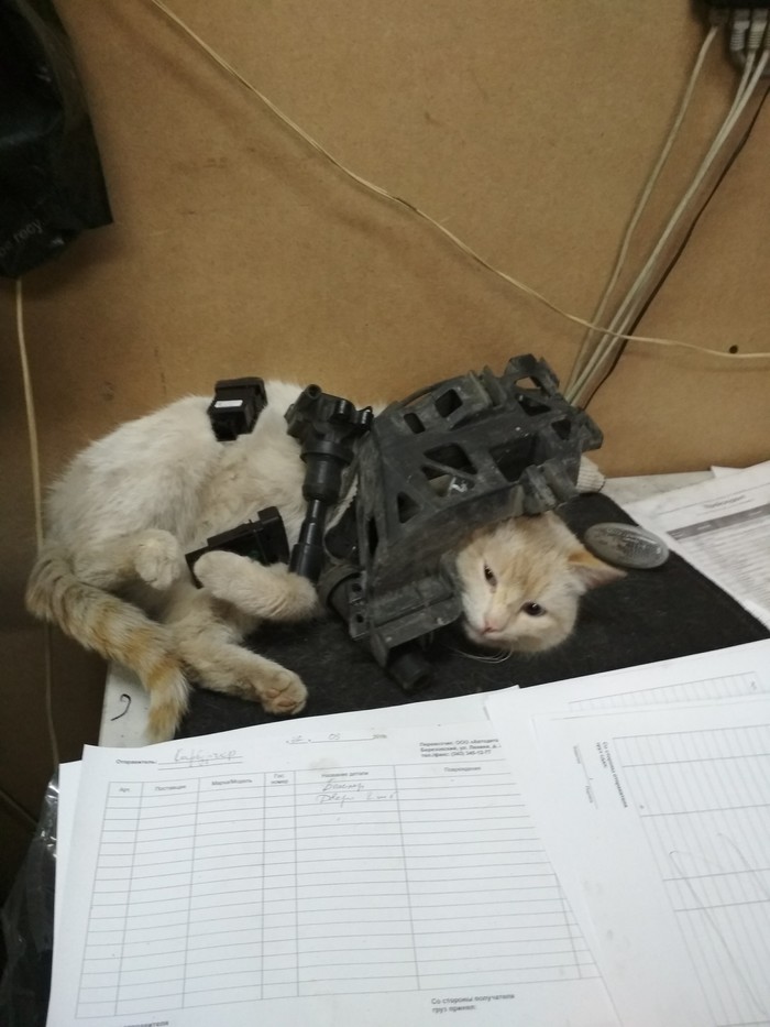 Diesel's cat is in your feed, a cat from work, very arrogant ... - cat, Longpost, Work, , My