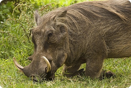 Unusual wild pigs 2. Warthog. - Pig, Warthog, Timon and Pumbaa, Meerkat, Longpost, The photo