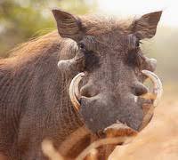 Unusual wild pigs 2. Warthog. - Pig, Warthog, Timon and Pumbaa, Meerkat, Longpost, The photo