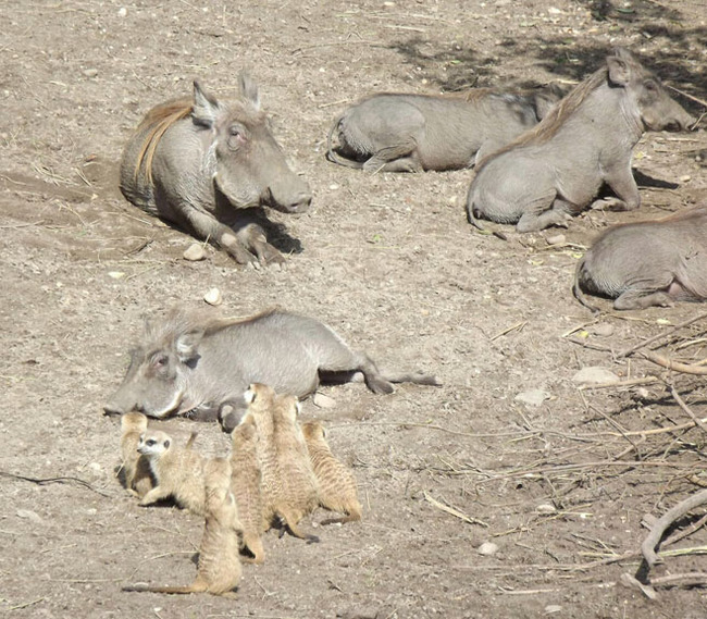 Unusual wild pigs 2. Warthog. - Pig, Warthog, Timon and Pumbaa, Meerkat, Longpost, The photo