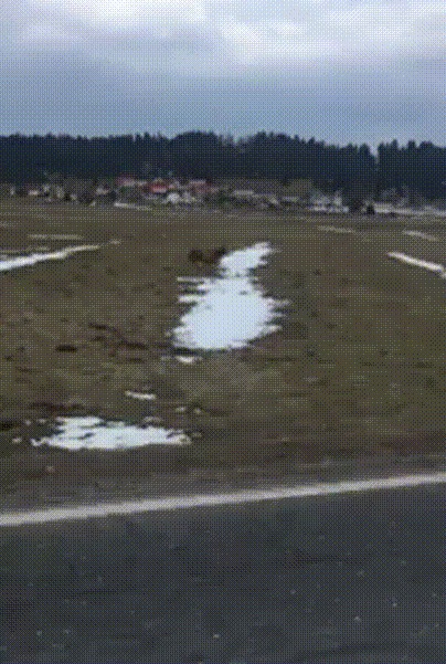 Олень на дороге