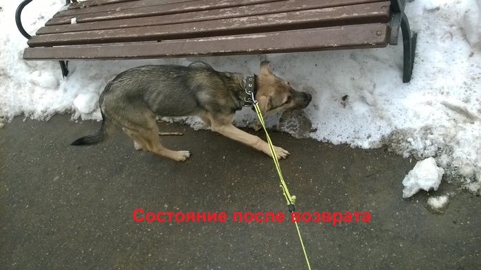 There was a happy ownerless puppy, became unhappy, but attached - My, Dog, In good hands, Moscow, Help, Longpost