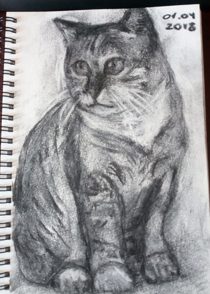 Cat - My, cat, Coal, Drawing