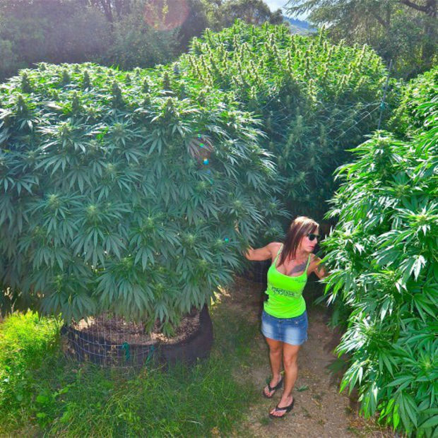 Конопля дерево фото лекарства дающие положительный тест марихуану