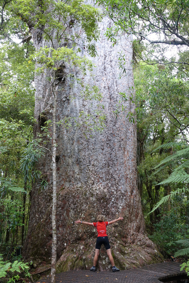 The unique flora and fauna of New Zealand - New Zealand, Nature, Animals, Flora, Fauna, Travels, Longpost, The photo