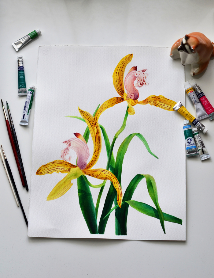 Orchid, watercolor - My, Watercolor, Drawing, Painting, Longpost, Illustrations, Orchids, Botany, Flowers