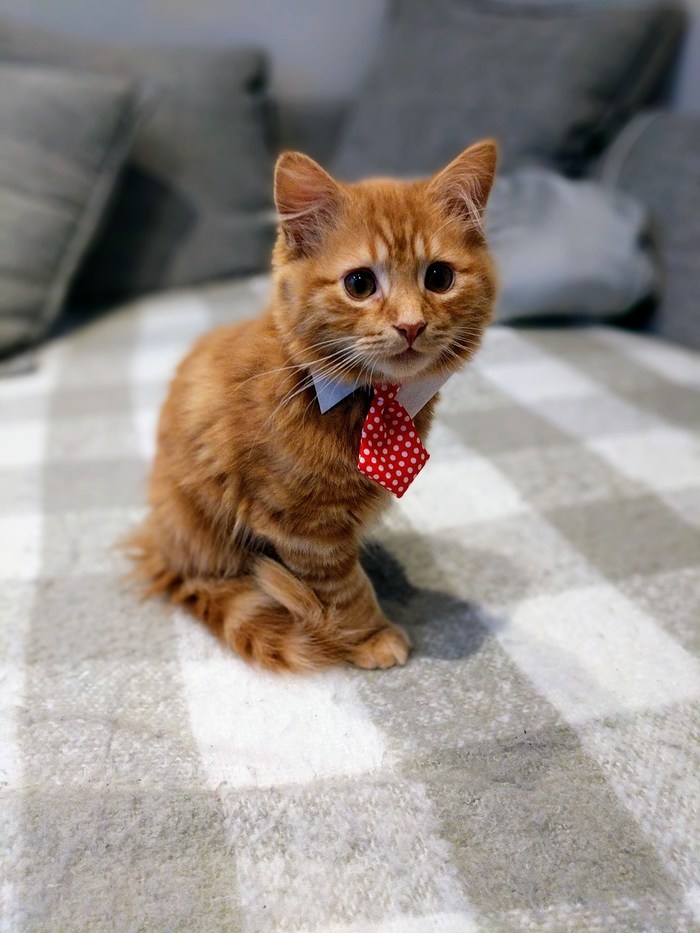 White collar - cat, Tie