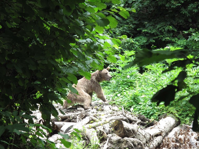 The story of one photo. - My, The Bears, Old hardening, Flint