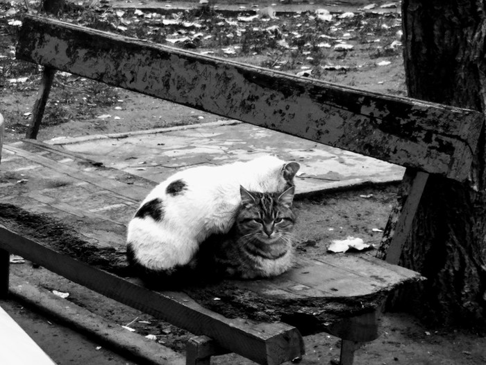 In the evening, on the bench... - My, Fluffy, On the bench