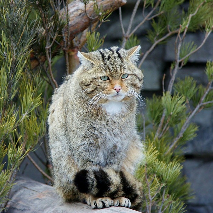 Chet felt sad. - cat, The photo, Sadness, Animals