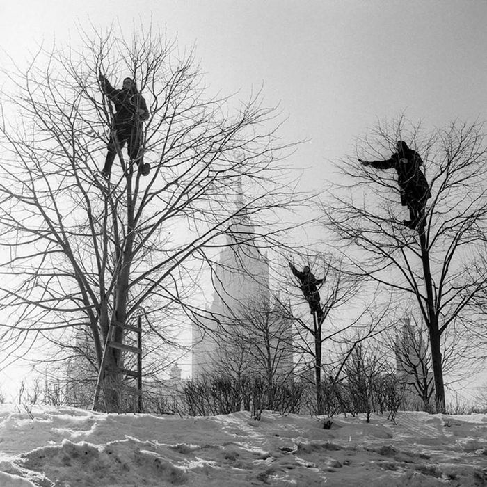 The Rooks Have Arrived - Spring, The Rooks Have Arrived, Longpost