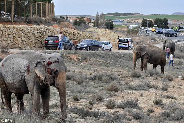 An elephant died in a car accident. - Crash, Elephants, Video, Longpost