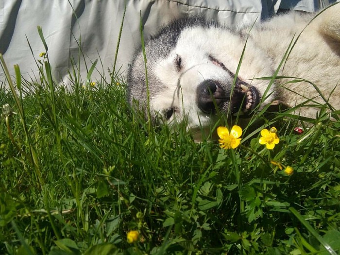 Happiness is a warm sun after a long winter.. - My, My, Alaskan Malamute, Happiness, Summer