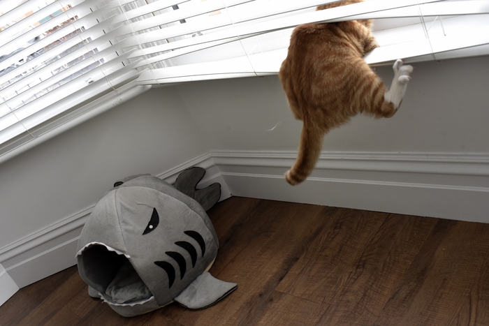 I bought a house for a cat, he seems to like it - Animals, cat, Shark, Funny, The photo