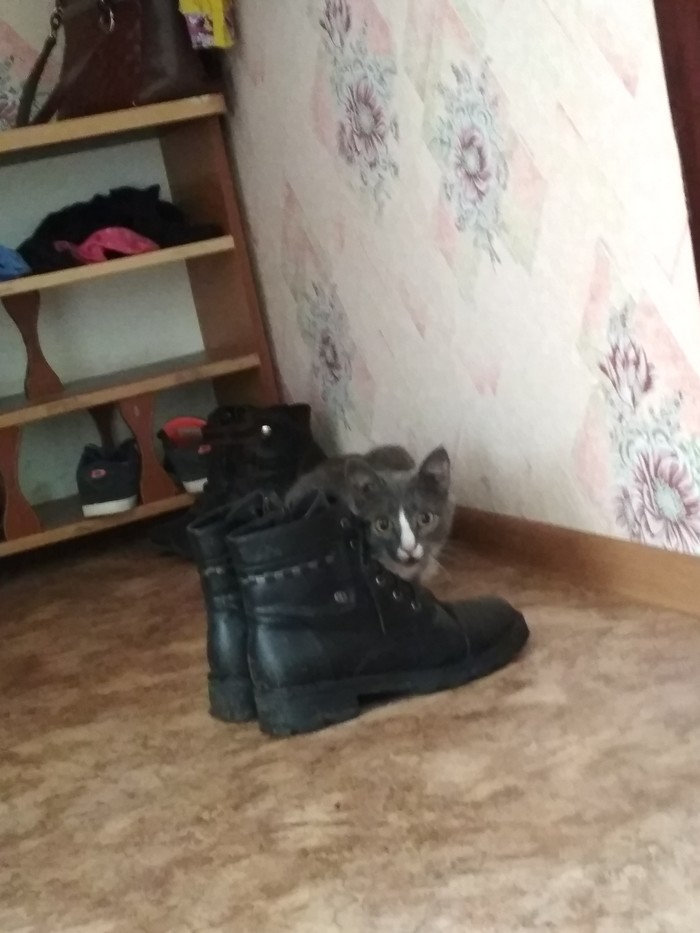 When relatives arrived, don't come near me! - cat, Timberland