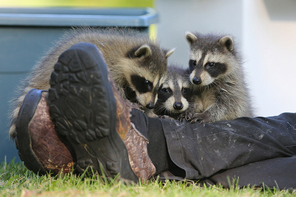 Americans reported the invasion of zombie raccoons - Zombie, The zombie apocalypse, USA, Raccoon, , Video