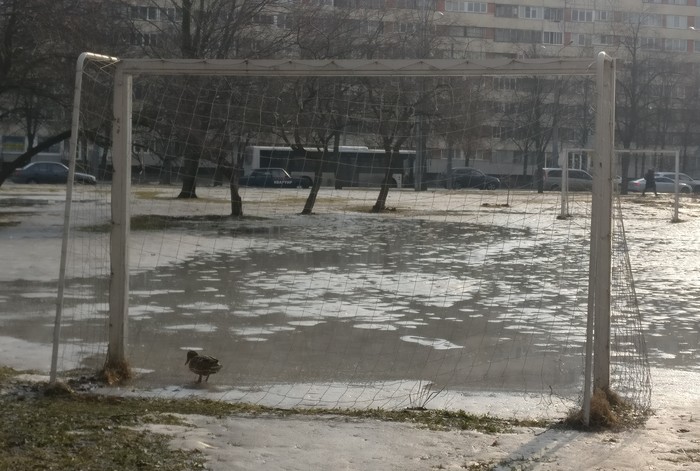 Touching shots: the duck returned to the gate where he missed the decisive ball for his career - My, Duck, Puddle, Gates, Football, Career, Touching, Saint Petersburg