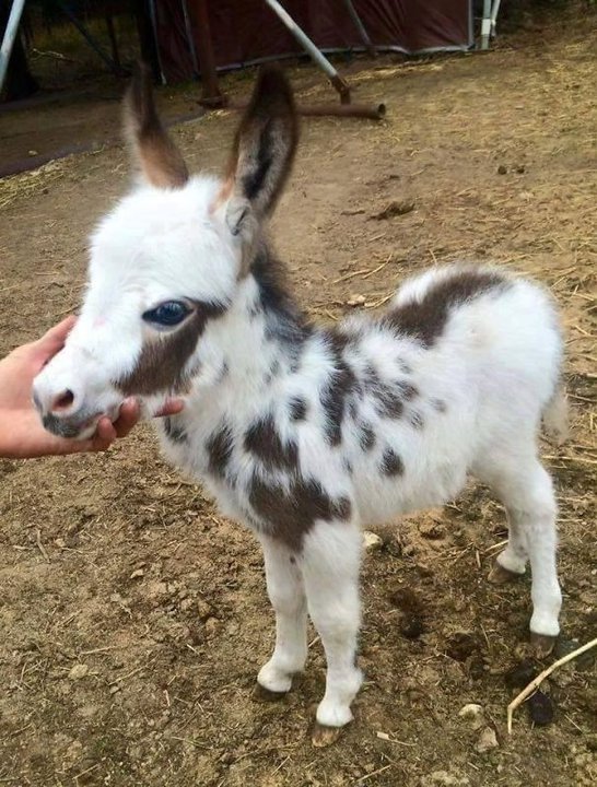 What little donkeys look like before they become donkeys. - Milota, Donkey, Animals, Longpost, The photo