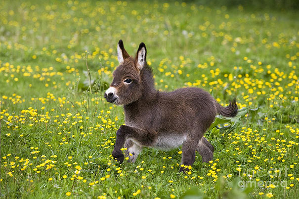 What little donkeys look like before they become donkeys. - Milota, Donkey, Animals, Longpost, The photo