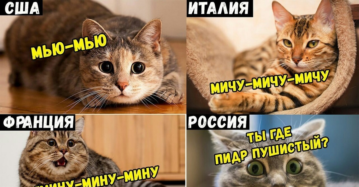 Включи кот на час. Мемы с надписями. Мемы с котами. Смешные мемы с котами и надписями. Коты мемы с надписями.