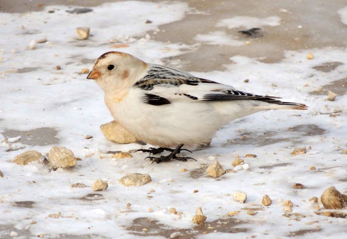Snow bunting - My, , Irkutsk region, Birds, Spring