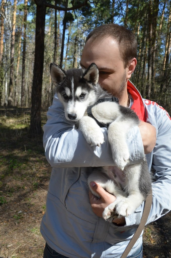 The photo of a Syrian teenager who traveled 500 km to Greece did not leave his beloved husky puppy quickly spread around the world. - Husky, People, Dog, Friend, Person, Longpost