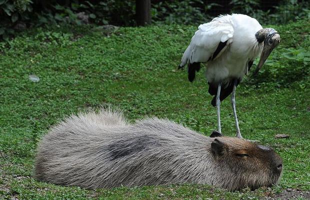 Love Capybara - Longpost, Tenderness, Rodents, Birds, Capybara, Love