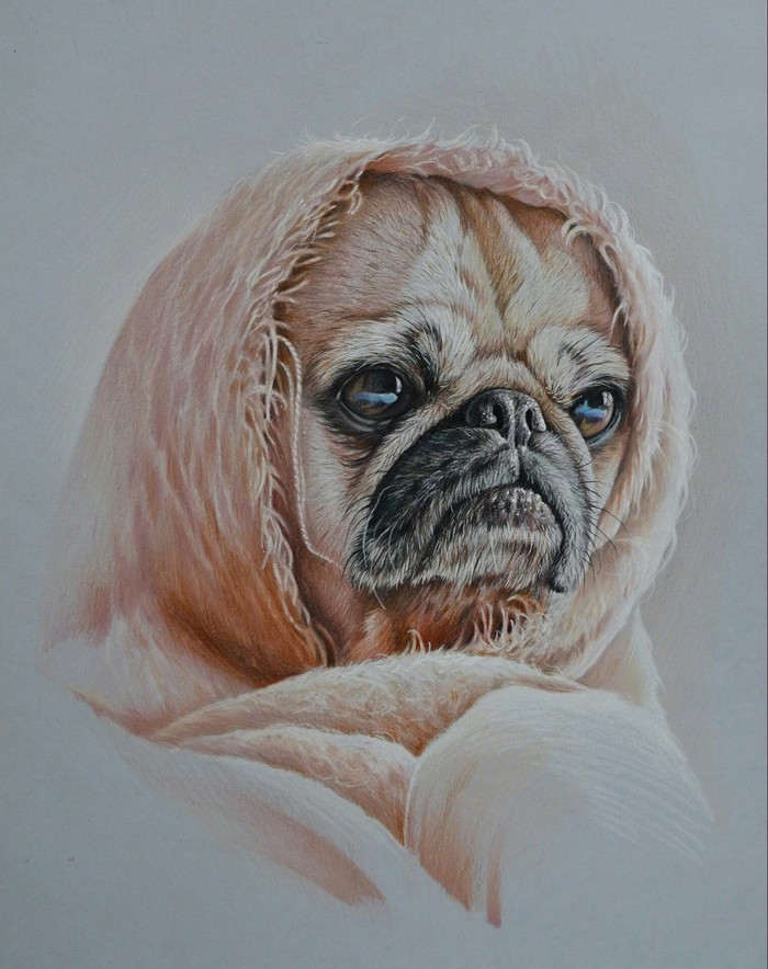 Drawing with colored pencils. - Pencil, Pencil drawing, Drawing, Art, My, Dog, Animals, Plaid, Pug