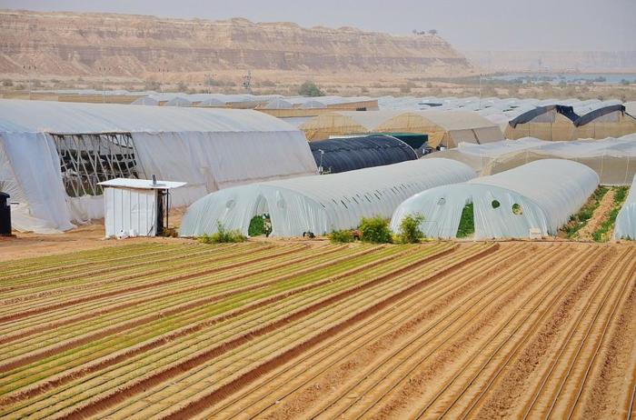 Israeli vegetables and fruits supplied to Russia - Israel, Near East, Longpost, Russia, Feeding