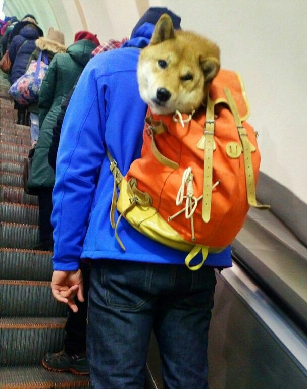 If you went with a friend ... - Dog, Metro, From the network